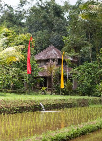 Rice Field